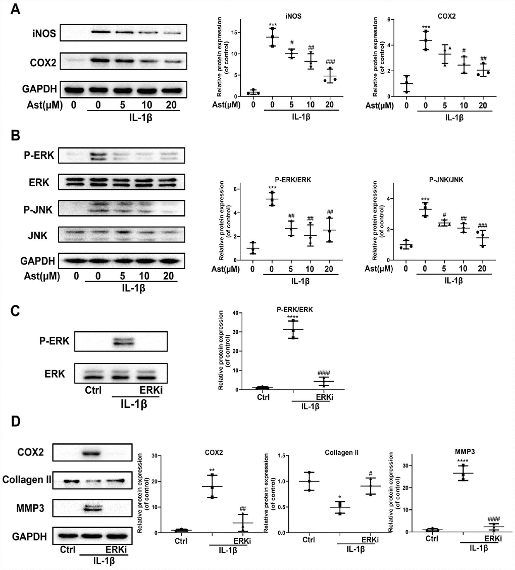 Effects of Ast on IL-1β-induced inflammatory response. Chondrocytes were treated with Ast (5, 10, and 20 μM) for 2 h followed by stimulation with vehicle or IL-1β (5 ng/mL) for 24 h. (A) Expression of iNOS and COX-2 protein assessed by western blotting and quantified. (B) To detect altered phosphorylation within the MAPK signaling pathway, chondrocytes were serum-starved for 6 h followed by treatment with vehicle or Ast (5,10, and 20 μM) for 2 h. Cells were then stimulated with IL-1β (5 ng/mL) for 30 min. MAPK activation was examined using western blotting and quantified. (C) Phosphorylation of ERK was detected by western blotting after chondrocytes were pre-treated with vehicle or PD0325901 (a MEK inhibitor) for 2 h, followed by stimulation with IL-1β (5 ng/ml). (D) Chondrocytes were treated as indicated for 24 h. The expression of COX2, Collagen II, and MMP3 was determined using western blotting and quantified. The data are presented as dot plots from three independent experiments. Significant differences among different groups are indicated as *p