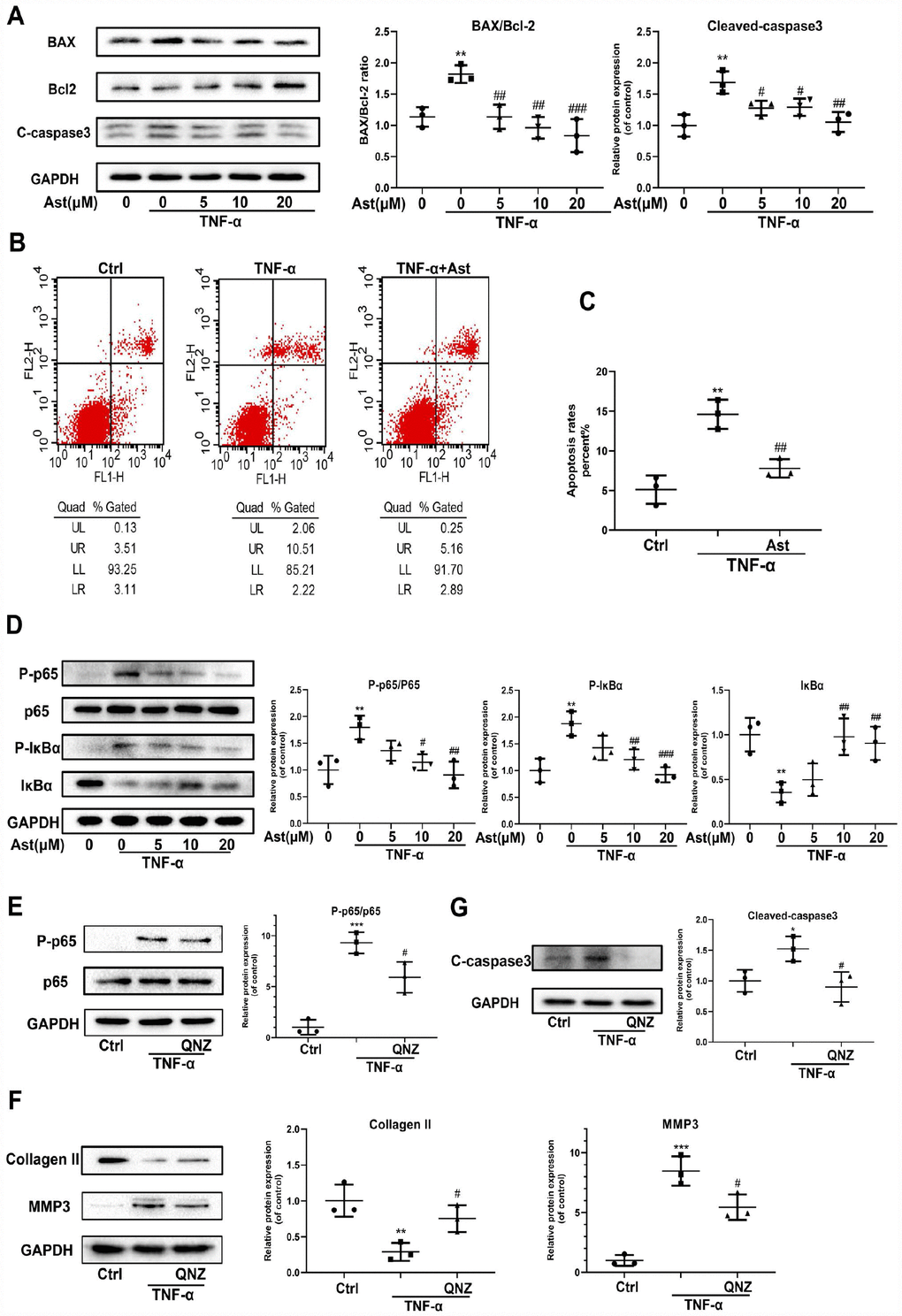 Effects of Ast on TNF-α-induced apoptosis and ECM degradation. (A, B) Protein levels of BAX, Bcl-2, and cleaved caspase-3 were determined by western blotting, and apoptotic chondrocytes were stained with Annexin V-FITC/PI and examined by flow cytometry after treated as above for 24 h. Apoptosis rate was calculated and the data were expressed in (C). FL1 represents Annexin V-FITC and FL2 represents PI. To detect the activation of NF-κB signaling, chondrocytes were serum-starved for 6 h followed by treatment with the vehicle or Ast (5,10, and 20 μM) for 2 h. Cells were then stimulated with TNF-α (5 ng/ml) for 15 min. (D) Activation of the NF-κB signaling pathway was measured by western blotting and quantified. (E) Phosphorylation of p65 was detected by western blotting after the chondrocytes were pre-treated with the vehicle or QNZ (an inhibitor of the NF-κB pathway) for 2 h, followed by stimulation with TNF-α (5 ng/ml). (F, G) Chondrocytes were treated as indicated for 24 h. The expression of Collagen II, MMP3 and cleaved-caspase3 was determined using western blotting and quantified. The data are presented as dot plots from three independent experiments. Significant differences among different groups are indicated as *p