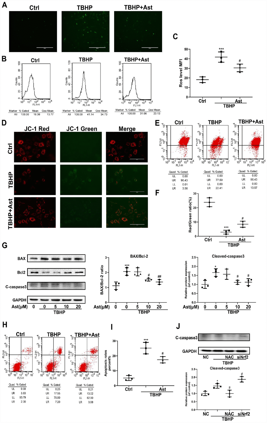 Effects of Ast on TBHP-induced oxidative stress, and chondrocyte apoptosis. Chondrocytes were treated with Ast (10 μM) for 2 h, then stimulated with TBHP (100 μM) for 24 h. The samples with the same concentration of chondrocytes were used to detect intracellular ROS. Intracellular ROS was stained by DCFH-DA followed by fluorescence spectrophotometry and flow cytometric analysis. (A) Green fluorescence indicates that the intracellular ROS production. (B) Representative data of flow cytometric measurement of ROS production. (C) Dot plots graphs show the mean fluorescence intensity (MFI) of ROS in chondrocytes. (D, E) Mitochondrial membrane potential (MMP) was detected by fluorescence and flow cytometric analysis after chondrocytes were incubated with JC-1. Red fluorescence represents JC-1 aggregates in healthy mitochondria, while green fluorescence is emitted by JC-1 monomers, representing MMP dissipation. Merged images exhibit co-localization of JC-1 aggregates and monomers. FL1 represents JC-1 green and FL2 represents JC-1 red. (F) Dot plots graphs represent flow cytometric analysis of MMP levels, represented as the ratio of red/green MFI. (H) To measure chondrocyte apoptosis, cells were stained with Annexin V-FITC/PI and apoptotic cells were counted by flow cytometry. FL1 represents Annexin V-FITC and FL2 represents PI. Apoptosis rates were evaluated, and the results are expressed as dot plots graphs (I). (G) Chondrocytes were treated with vehicle or Ast (5, 10, and 20 μM) for 2 h, then stimulated with TBHP (100 μM) for 24 h. Protein levels of BAX, Bcl-2, and cleaved-caspase3 were examined by western blotting and quantified. (J) Expression of cleaved-caspase 3 protein in chondrocytes under treatment with scrambled siRNA (NC), TBHP (100 μM), N-acetylcysteine (NAC)+TBHP, Nrf2-siRNA+TBHP, respectively. The data are presented as dot plots from three independent experiments. Significant differences among different groups are indicated as *p