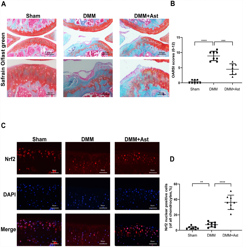 Effects of Ast on cartilage degradation in vivo. Mice received intra-articular injections of Ast (20 mg/kg) or vehicle for 8 weeks after DMM surgery. (A) Histological analysis of cartilage degradation was evaluated by safranin O staining. Representative safranin O staining of cartilage (scale bar: 200 μm and 50 μm). (B) Osteoarthritis Research Society International (OARSI) scores of three groups. (C) Nrf2 expression in cartilage was detected by immunofluorescence staining (scale bar: 50 μm). (D) Dot plots graphs represent rates of nuclear Nrf2 in total chondrocytes from each cartilage section. The data are presented as dot plots from three independent experiments. Significant differences among different groups are indicated as **P 