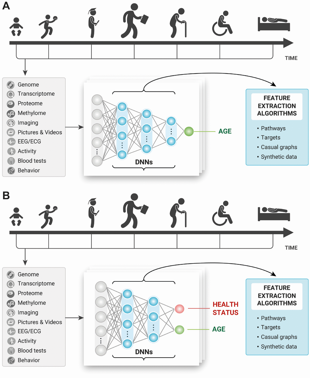 Training the deep neural networks on multimodal longitudinal data to predict (A) age of the individual and (B) age and health status of the individual and using the feature importance and selection approaches to infer causal relationships, pathways, and targets.