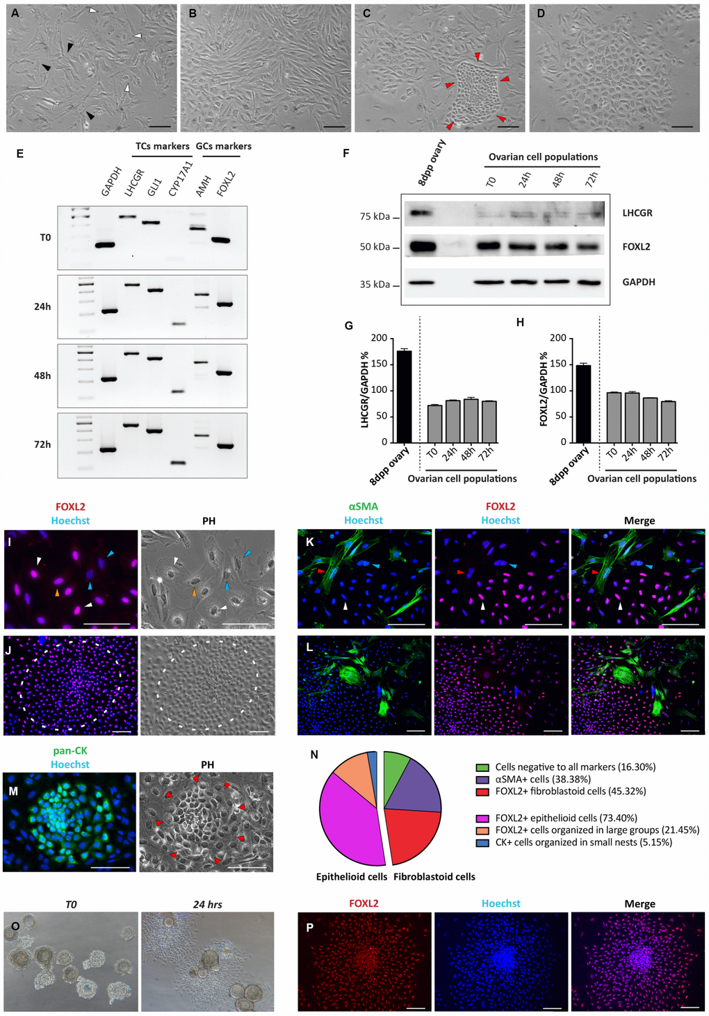 Morphological and molecular characterization of cultured ovarian somatic cells. (A–D) Phase contrast (PH) observations after 24 hrs of culture. (A) White and black arrowheads indicate scattered epithelioid and fibroblastoid cells, respectively. (B) Fibroblastoid cells at higher density. (C) A little colony of small epithelioid cells (red arrowheads) surrounded by fibroblastoid cells. (D) A large colony of polygonal epithelioid cells. Scale bar = 100 μm. (E) RT-PCR analyses for granulosa (AMH and FOXL2) and theca (LHCGR, Gli1 and CYP17A1) cells markers (GAPDH was used as housekeeping gene). (F) WB analysis for LHCGR and FOXL2 after increasing culture times. (GAPDH was used as housekeeping protein). (G, H) Densitometric quantification of proteins relative expression is reported. Data are expressed as mean ± SEM of three analyses. (I-M) Representative field of IF for FOXL2, αSMA and pan-CK after 24 hrs of culture, scale bar = 100 μm. (I, J) FOXL2 identifies cells with different morphologies: (I) scattered epithelioid and fibroblastoid cells (white and yellow arrowheads, respectively); blue arrowheads pointed fibroblastoid FOXL2 negative cells and (J) a large colony of polygonal epithelioid cells (white circle). (K, L) Double IF for αSMA and FOXL2. Cells positive for αSMA showed a fibroblastoid morphology. Note that IF for αSMA and FOXL2 never overlappe3d (red arrowheads indicate αSMA positive and FOXL2 negative cells, white arrowheads FOXL2 positive and αSMA negative cells; blue arrowheads indicate a double negative cell). (M) Little colony of pan-CK positive small epithelioid cells. (N) Quantification of the FOXL2, αSMA and pan-CK positive and triple-negative cells. (O, P) Follicles isolated from 16dpp mouse ovaries cultured for 24 hrs. (O, P) Follicular cells, spread out to form an epithelioid cell monolayer, showed FOXL2 (red) positivity.