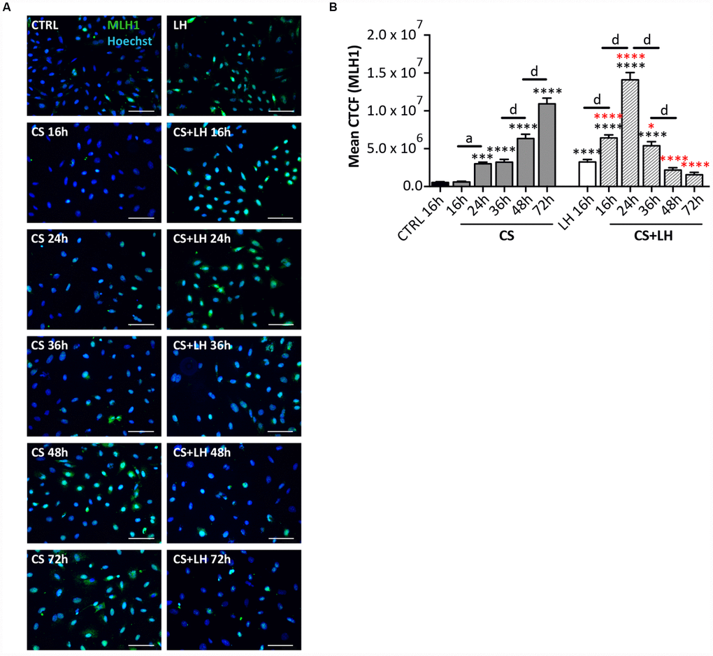 LH improves the DNA damage repair capability by somatic ovarian cells. (A) Representative IF of cells stained with MLH1 (green) after 16, 24, 36, 48 and 72 hrs of treatment with 10 μM CS with/out 200 mIU/mL LH. Scale bar = 100 μm. (B) The graph reports the Mean Correlated Total Cell Fluorescence (CTCF) in ovarian cells treated with/out CS and CS+LH as indicated. The fluorescence intensity was determined in each cell by ImageJ software. Data are expressed as means ± SEM of three experiments. Statistical differences vs control ***pvs CS+LH group *pvs CS 24 hrs a pvs CS 48 hrs d pvs CS 72 hrs d pvs CS+LH 16 hrs d pvs CS 24 hrs d pvs CS 36 hrs d pvs CS 48 hrs d p