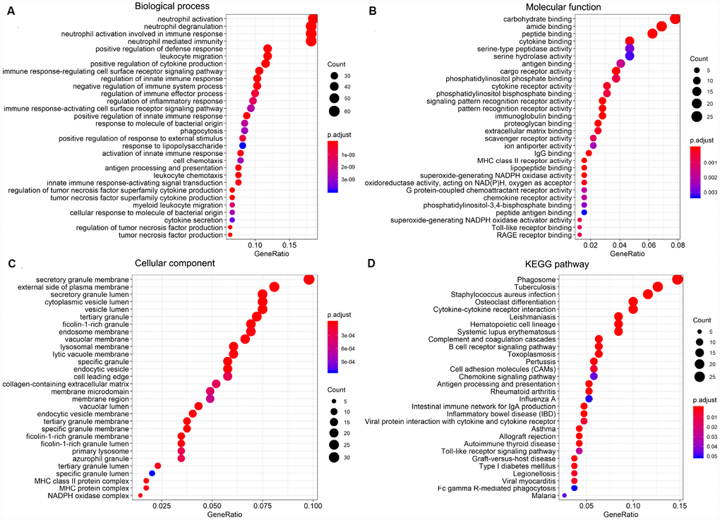 GO term and KEGG pathway enrichment analysis of the top 30 DEGs. (A) Biological process (BP). (B) Molecular function (MF). (C) Cellular component (CC). (D) KEGG pathway analysis.