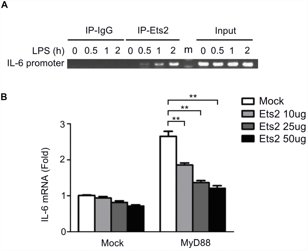 Ets2 inhibits IL-6 transcription by binding to the IL-6 promoter. (A) ChIP analysis of the IL-6 promoter using an Ets2 antibody in mouse primary peritoneal macrophages treated with LPS for the indicated times. (B) Luciferase assay of IL-6 reporter gene expression in HEK293 cells transfected with 50 ng of a MyD88-expressing plasmid, 90 ng of an IL-6 luciferase reporter plasmid, and 10 ng of a pTK-Renilla-luciferase reporter plasmid, together with 0, 10, 25 or 50 ng of an Ets2-expressing plasmid. Luciferase activity was measured and normalized to Renilla luciferase activity. Data are shown as the mean ± s.d. Student’s t-test compared with the control group. **, P