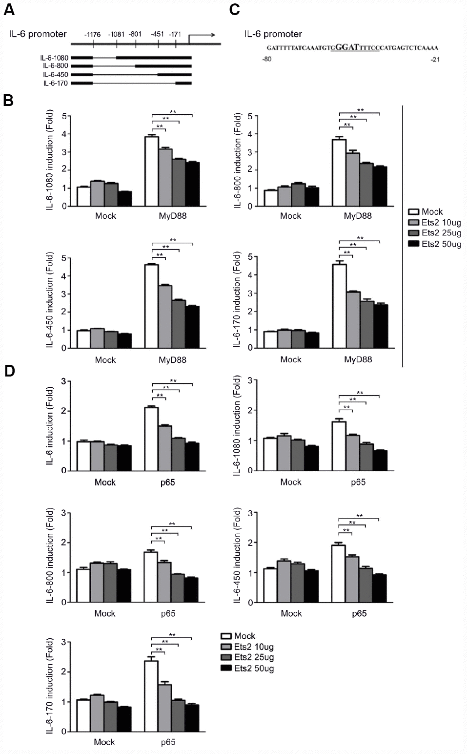 Ets2 inhibits NF-κB-dependent IL-6 transcription. (A) Schematic diagram of truncated IL-6 promoter-reporter plasmids constructed by deleting the regions at −1176/−1081, −1176/−801, −1176/−451, and −1176/−171. (B) Luciferase assay in HEK293 cells transfected with 50 ng of a MyD88-expressing plasmid, 90 ng of the truncated IL-6 promoter-luciferase reporter plasmids, and 10 ng of a pTK-Renilla-luciferase reporter plasmid, together with 0, 10, 25 or 50 ng of an Ets2-expressing plasmid. Luciferase activity was measured and normalized by Renilla luciferase activity. (C) IL-6 promoter sequence shown from position -80 to -21. (D) Luciferase assay in HEK293 cells transfected with 50 ng of a p65-expressing plasmid, 90 ng of the truncated IL-6 luciferase reporter plasmids, and 10 ng of a pTK-Renilla-luciferase reporter plasmid, together with 0, 10, 25 or 50 ng of an Ets2-expressing plasmid. Luciferase activity was measured and normalized to Renilla luciferase activity. Data are shown as the mean ± s.d. Student’s t-test compared with the control group. **, P