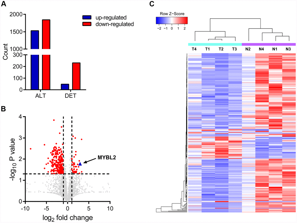 Circular RNA expression profiles in bladder cancer and adjacent normal tissues. (A) The chart shows all detected (ALT) and differentially expressed (DET) circRNA transcripts from the RNA-seq analysis. (B) Volcanic plot of circRNA transcripts. The vertical lines correspond to 2-fold increase (upregulation) or decrease (downregulation) in circRNA expression. The horizontal line corresponds to P = 0.05. The red points correspond to circRNA transcripts with a fold-change > 2.0 and P C) The clustering diagram shows 48 upregulated and 231 downregulated circRNA transcripts in bladder cancer tissues (T) compared with the adjacent normal bladder tissues (N).