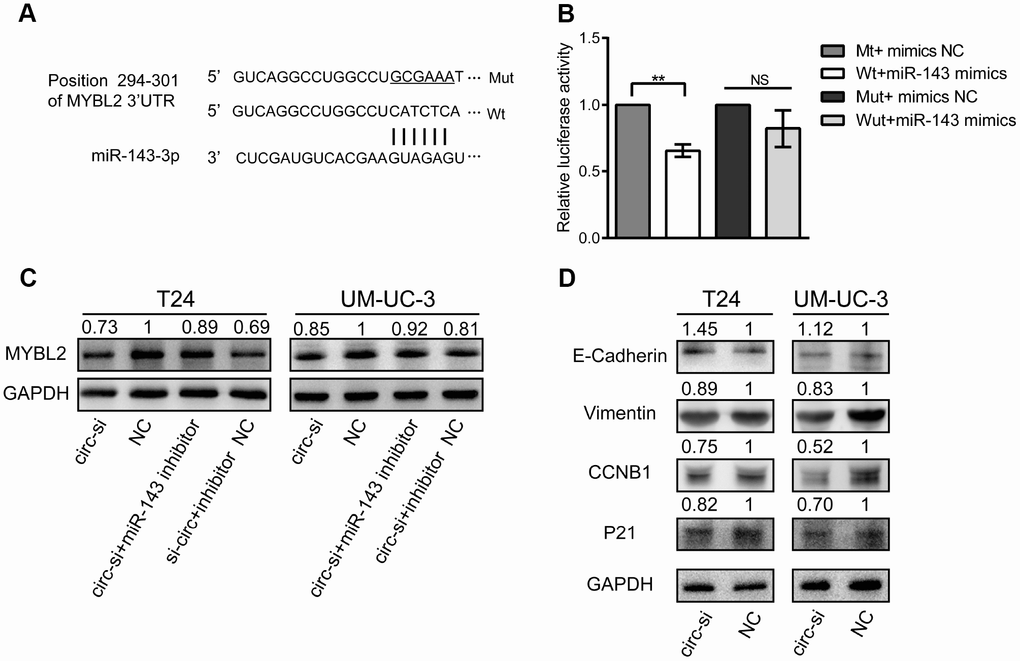 MiR-143 downregulates MYBL2, and circ