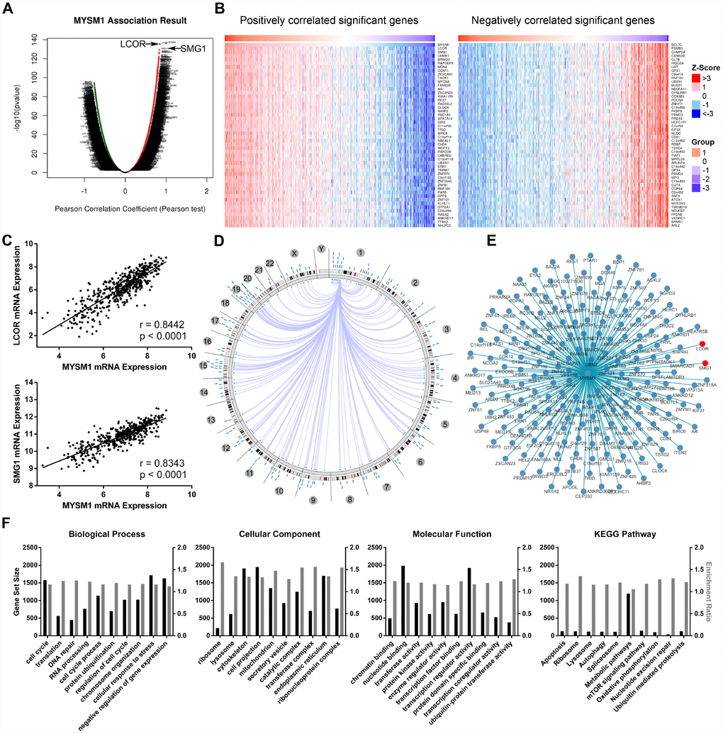 Integrative multiomics analysis of MYSM1 mRNA expression in prostate cancers. (A) Association of MYSM1 with genes differentially expressed in prostate cancers. (B) Heatmaps for genes positively (left) and negatively (right) correlated with MYSM1 in prostate cancers (top 50). (C) Correlation of MYSM1 with LCOR (upper) and SMG1 (lower) mRNA levels in prostate cancers. Pearson correlation coefficients and significance levels are indicated. Data (A–C) were collected from TCGA database and analyzed via LinkedOmics bioinformatics. (D) Statistically significant associations of MYSM1 with genomic coordinates are indicated by arcs connecting pairs of dots in prostate cancers. (E) Network view of correlations between MYSM1 and other genes in prostate cancers. Data (D–E) were acquired from TCGA database and analyzed via Regulome Explorer. (F) Significantly enriched GO annotations and KEGG pathways of genes correlated with MYSM1 in prostate cancers. Data were acquired from TCGA database and analyzed via GSEA bioinformatics.