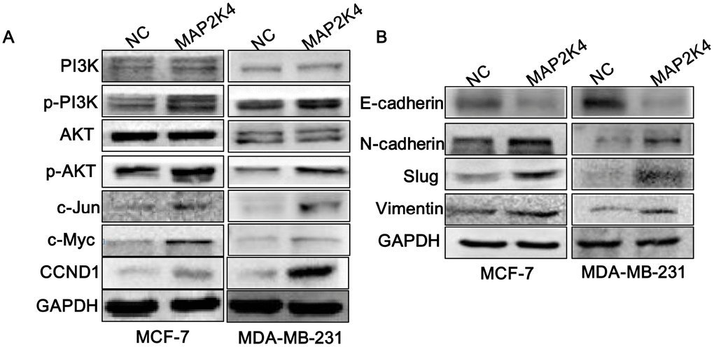 MAP2K4 activates PI3K/AKT and its downstream cell cycle and EMT signals. Western blot analysis of proteins in response to overexpressed MAP2K4 in MCF-7 and MDA-MB-231 cells. (A) PI3K, p-PI3K, AKT, p-AKT, c-JUN, c-Myc and CCND1 protein sequences, (B) the invasion and migration associated proteins, E-cadherin, N-cadherin, Slug, and Vimentin were measured.