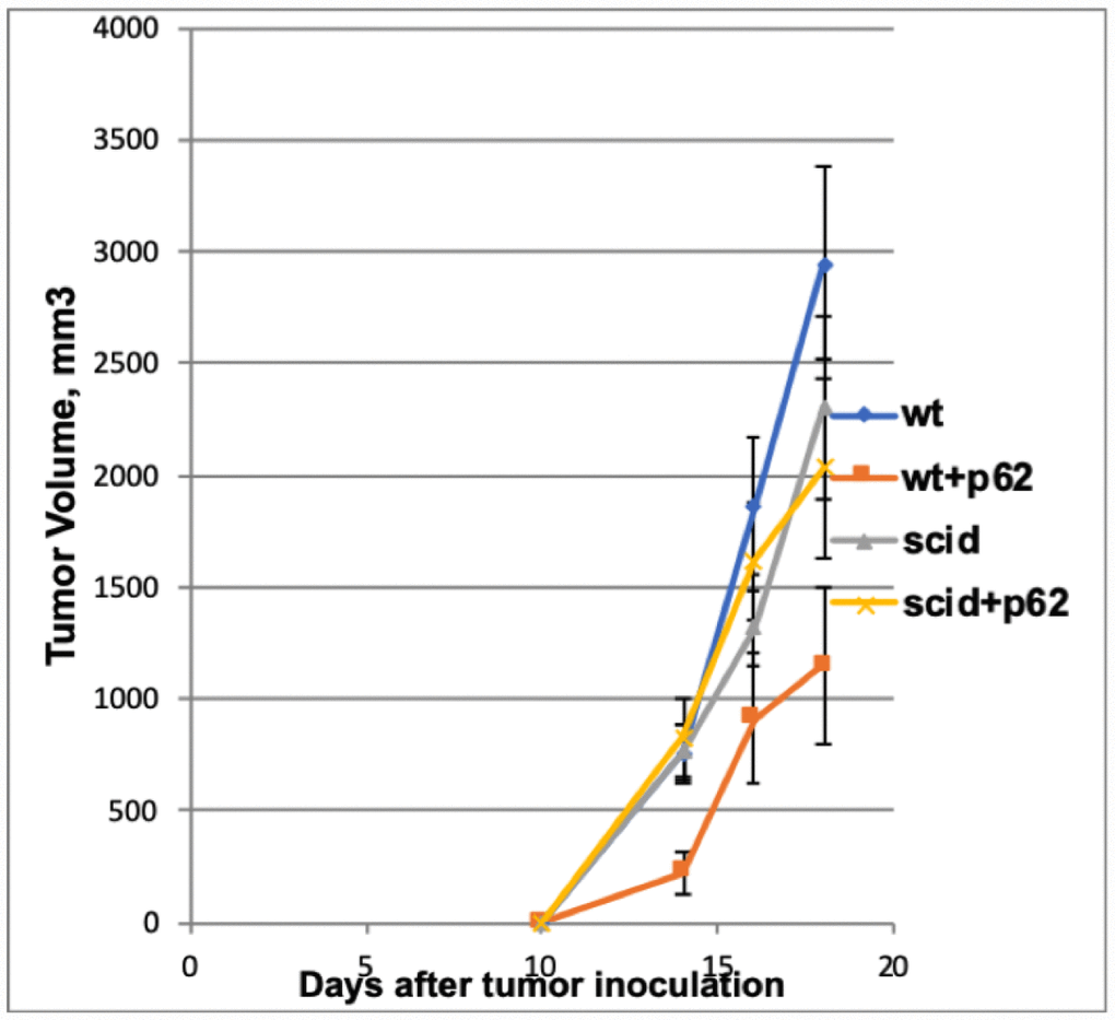 Effect of p62 plasmid on the growth of B16 melanoma in Wt and immunodeficient (SCID) mice. While the p62 plasmid inhibited tumor growth in wt mice, no effect was found in immunodeficient mice. Wt + p62 vs Wt: day14, p = 0.008; day16, p=0.02; day18, p =0.01 SCID +p62 vs SCID: day 14, p=0.40; day 16, p=0.31; day18, p=0.37.