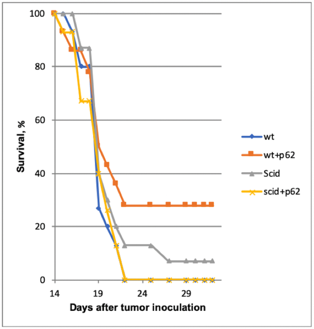 Effect of p62 on the survival of Wt and immunodeficient (SCID) mice. Wt+p62 vs Wt p=0.026 at day 25.