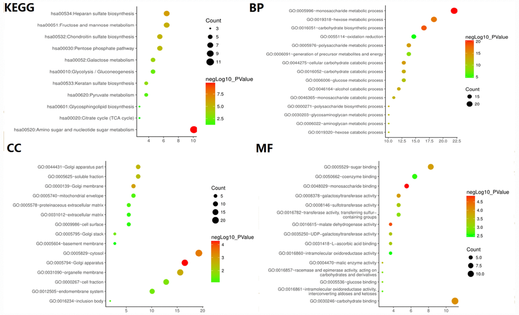 GO and KEGG pathway enrichment analysis of glycolysis-related genes selected from GSEA.