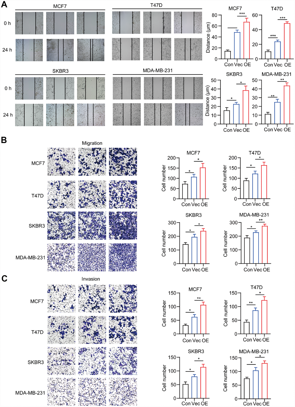 Migration and invasion capacity of breast cancer cells alone (Con) or co-cultured with macrophages transfected with negative control plasmid (Vec) or macrophages transfected with CD204 plasmid (OE) was determined by the wound healing assay (A) and transwell coculture system (B, C).