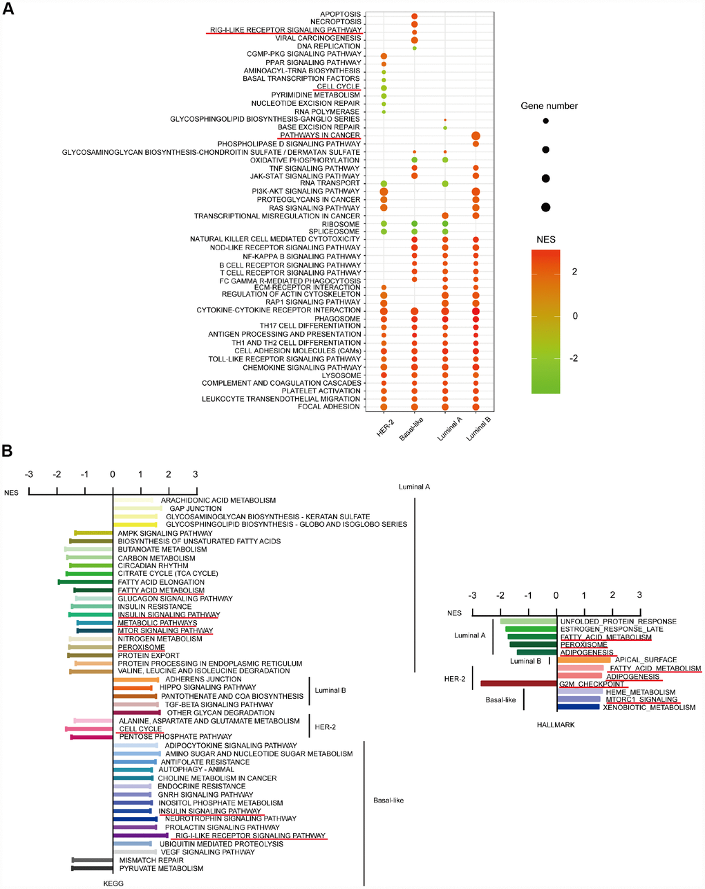 CD204-related special KEGG and HALLMARK pathways for the four subtypes of breast cancer. Top 30 gene sets and corresponding KEGG pathways influenced by CD204 between four subtypes using NES score and gene number screening (A). Special pathways in each subtypes (B).