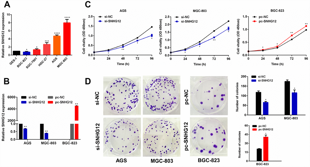SNHG12 promotes the growth of GC cells. (A) SNHG12 levels in GES-1 and GC cell lines were detected by qRT-PCR. (B) The transfection efficiencies of si-SNHG12 in AGS and MGC-803 cells and pc-SNHG12 in BGC-823 cells were detected by qRT-PCR. (C) A CCK-8 assay was used to detect the proliferation of AGS and MGC-803 cells transfected with si-SNHG12, and of BGC-823 cells transfected with pc-SNHG12. (D) A colony formation assay was used to detect the colony formation abilities of AGS and MGC-803 cells transfected with si-SNHG12, and of BGC-823 cells transfected with pc-SNHG12. Data are shown as the mean ± standard error of the mean (SEM) from at least three experiments. *P0.05, **P0.01, ***P0.001, ****P0.0001.