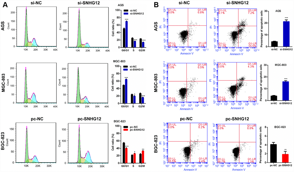 SNHG12 promotes cell cycle progression and reduces apoptosis in GC cells. (A) The cell cycle distribution of AGS and MGC-803 cells transfected with si-SNHG12 and BGC-823 cells transfected with pc-SNHG12. Green, yellow and blue represent the cells in G0/G1 phase, S phase and G2/M phase, respectively. (B) The apoptosis of AGS and MGC-803 cells transfected with si-SNHG12 and BGC-823 cells transfected with pc-SNHG12. Data are shown as the mean ± SEM of at least three experiments. *PPP