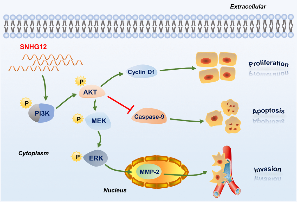 Schematic diagram of the regulatory mechanism of SNHG12 in GC cells.