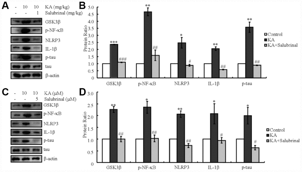 KA-induced tau hyperphosphorylation is highly correlated with ER stress-activated inflammasome. (A, B) Truncation of GSK3β, phosphorylation levels of NF-κB, and the expression levels of NLRP3 and IL-1β as well as the phosphorylation of tau were determined by western blots of samples from MAPT Tg mice treated with KA (10 mg/kg) and/or salubrinal (1 mg/kg) together with KA (10 mg/kg). The KA group was given i.p. injection of 10 mg/kg KA. The salubrinal+KA group mice were additionally given i.p. injections of 1 mg/kg Bay11-7082. Both groups were assessed after 48 h. (C, D) Truncation of GSK3β, phosphorylation levels of NF-κB, and the expression levels of NLRP3 and IL-1β as well as the phosphorylation of tau were determined by western blots in cells treated with KA (10 μM) and/or salubrinal (5 μM) together with KA (10 μM). The KA group was treated with 10 μM KA. The salubrinal+KA group was additionally treated with 5 μM salubrinal. Both groups were assessed after 48 h. The optical density of the bands in western blots was analyzed by Image J software (*P P P P P P 