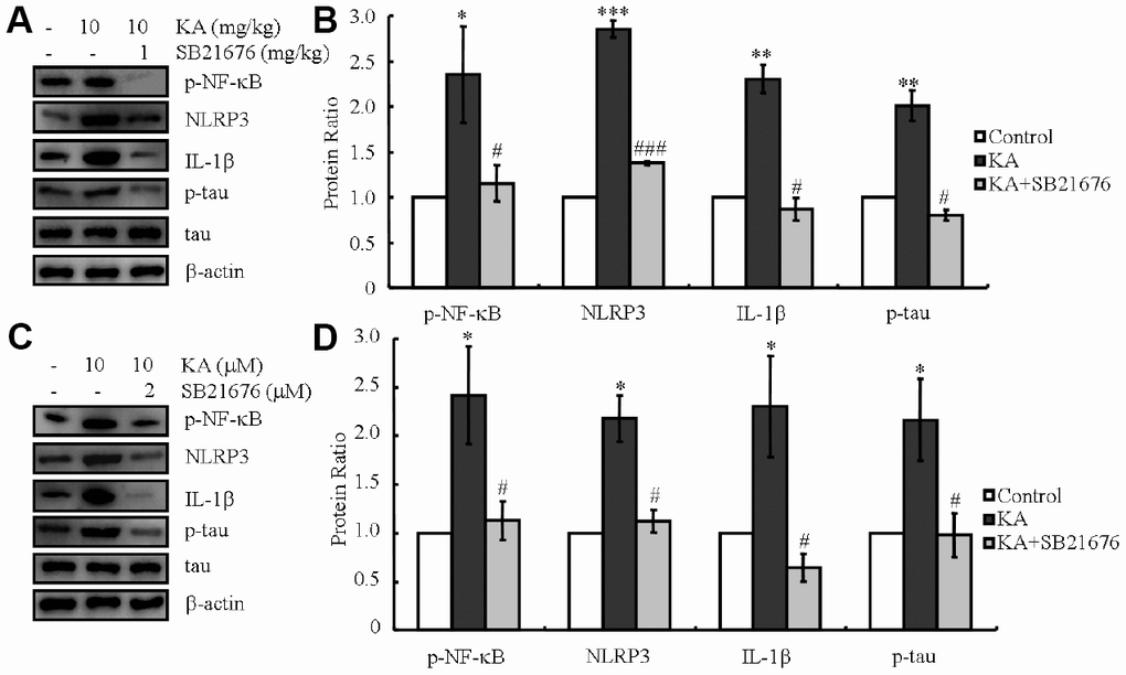 Inhibitor of GSK3β, SB216763, attenuates the phosphorylation of NF-κB, expression of NLRP3 and IL-1β, as well as the phosphorylation of tau. (A, B) Phosphorylation levels of NF-κB and the expression levels of NLRP3 and IL-1β as well as the phosphorylation of tau were determined in western blots of samples from MAPT Tg mice treated with KA (10 mg/kg) and/or SB216763 (1 mg/kg) together with KA (10 mg/kg). The KA group was given i.p. injection of 10 mg/kg KA. The SB216763+KA group mice were additionally given i.p. injections of 1 mg/kg SB216763. Both groups were assessed after 48 h. (C, D) Phosphorylation levels of NF-κB and the expression levels of NLRP3 and IL-1β as well as the phosphorylation of tau were determined by western blots in cells treated with KA (10 μM) and/or SB216763 (2 μM) together with KA (10 μM). The KA group was treated with 10 μM KA. The SB216763+KA group was additionally treated with 2 μM SB216763. Both groups were assessed after 48 h. The optical density of bands in western blots was analyzed by Image J software (*P P P P P 