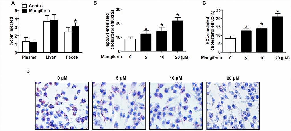 Mangiferin promotes macrophage cholesterol efflux and enhances RCT in apoE-/- mice. (A) [3H]-cholesterol-labeled RAW264.7 cells were intraperitoneally injected into apoE-/- mice. The amounts of [3H]-tracer in the liver, feces and plasma were assessed by LSC. *P vs. control group. (B–D) RAW264.7 macrophage-derived foam cells were treated with mangiferin at different concentrations (0, 5, 10, and 20 μM) for 24 h. Then, the percent cholesterol efflux to apoA-1 (B) or HDL (C) was analyzed by LSC. Lipid droplet content was assessed using Oil Red O staining (D). All results are presented as the mean ± SEM from three independent experiments, each performed in triplicate. *P vs. 0 μM group.