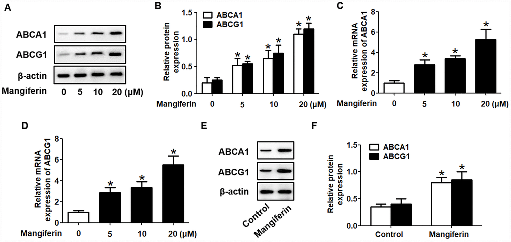Mangiferin promotes the expression of ABCA1 and ABCG1 in RAW264.7 macrophages and in the aortas of apoE-/- mice. (A–D) RAW264.7 macrophage-derived foam cells were exposed to different concentrations of mangiferin (0, 5, 10, and 20 μM) for 24 h. Then, the protein (A, B) and mRNA (C, D) levels of ABCA1 and ABCG1 were determined by western blot and RT-qPCR analyses, respectively. *P vs. 0 μM group. (E–F) The mice were divided and treated as described above. The protein levels of ABCA1 and ABCG1 in the homogenate of the aortic arch were detected by western blotting. *P vs. control group. Data are presented as the mean ± SEM (n =3/group).