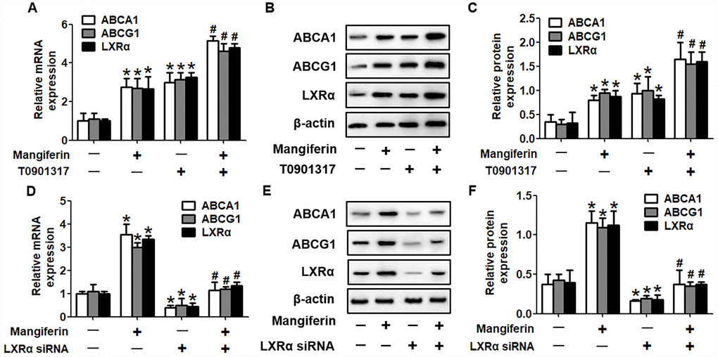 Mangiferin promotes ABCA1 and ABCG1 expression by upregulating LXRα levels. RAW264.7 macrophage-derived foam cells were pretreated with 2 μM T0901317 (A–C) or transfected with 20 nM LXRα siRNA (D–F) and then incubated with mangiferin (20 μM) for 24 h. RT-PCR and western blot analyses were performed to assess the mRNA and protein levels, respectively, of ABCA1/G1 and LXRα. All results were obtained from three independent experiments, each performed in triplicate. Data are expressed as the mean ± SEM (n =3/group). *P vs. control group; #P vs. mangiferin only group.