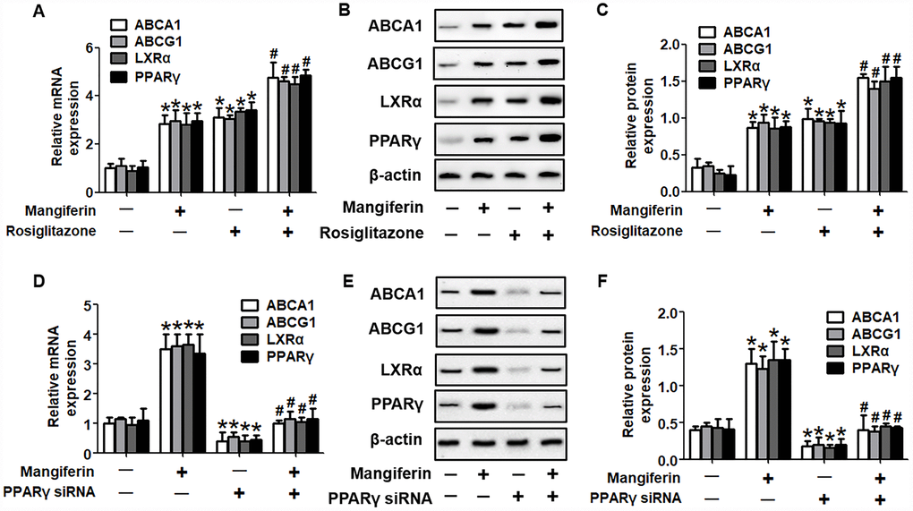 PPARγ mediates the positive effects of mangiferin on the expression of ABCA1/G1 and LXRα. RAW264.7 macrophage-derived foam cells were pretreated with 25 μM rosiglitazone (A–C) or transfected with 20 nM PPARγ siRNA (D–F) and then incubated with mangiferin (20 μM) for 24 h. RT-PCR and western blot analyses were performed to assess the mRNA and protein levels, respectively, of ABCA1/G1, LXRα and PPARγ. All results were obtained from three independent experiments, each performed in triplicate. Data are expressed as the mean ± SEM (n =3/group). *P vs. control group; #P vs. mangiferin only group.
