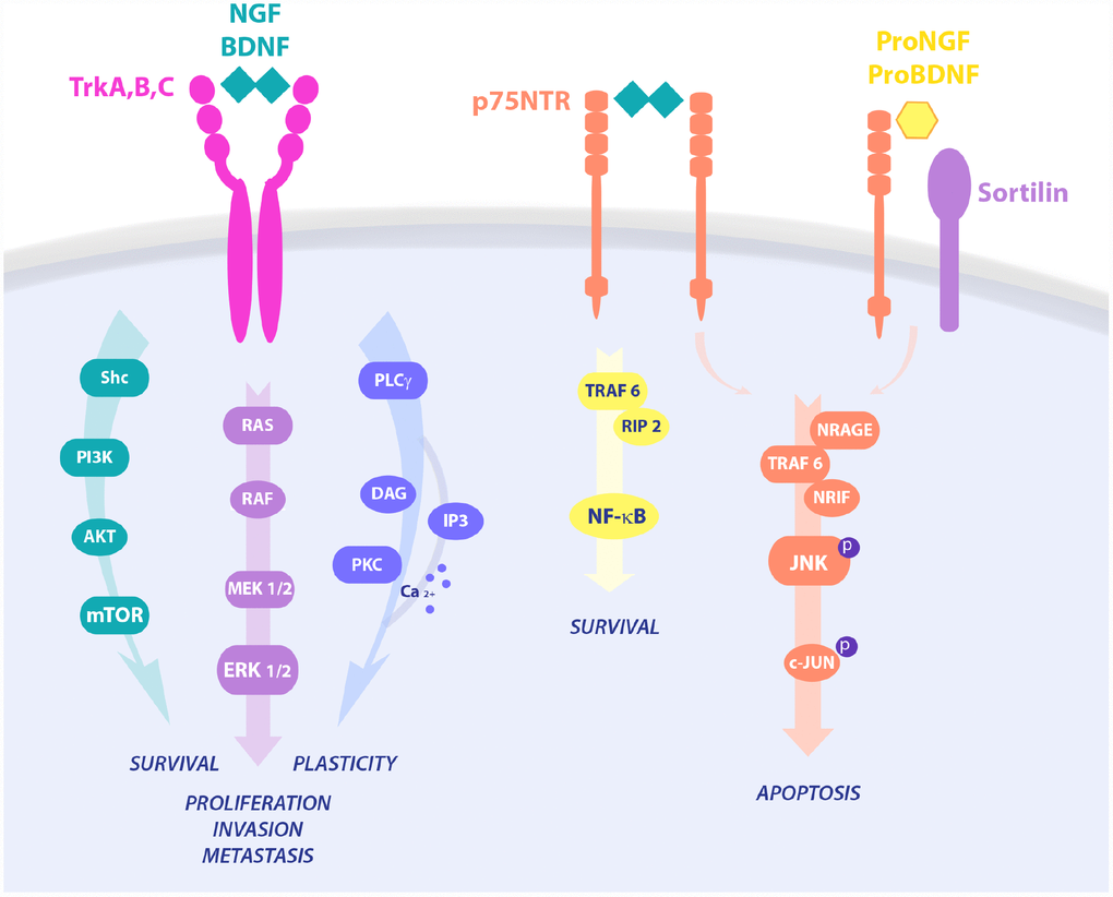 Neurotrophins signaling pathways in cell survival and death. NGF binds TrkA and p75 in a trimeric complex and mediates proliferation, differentiation, and survival via activation of different pathways, like PI3K/AKT, Ras/MAPK and PLC-γ. Upon p75NTR homo-dimerization, NGF is also able to activate NF-κB or JNK, resulting in RIP2 and NRAGE/NRIF signalings, respectively. On the contrary, proneurotrophins, and proNGF in particular, complex with p75NTR and sortilin, leading to activation of pro-apoptotic pathways and cell death.