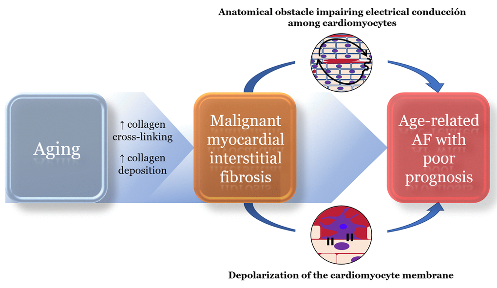 Proposed role of malignant myocardial fibrosis in aging-related atrial fibrillation (AF). An excessive myocardial collagen type-I deposition and cross-linking can form an anatomical obstacle of dense fibrosis (red color in the upper circle) and induce slow and heterogeneous conduction around it (black arrow in the upper circle), typical alterations of the arrhythmogenic substrate. Also, due to myofibroblast-cardiomyocyte coupling (lower circle) this particular form of fibrosis can partially depolarize the cardiomyocyte cell membrane, inducing both triggered activity and abnormal automaticity. In this way, malignant myocardial fibrosis fulfills the two key elements of the pathophysiology of AF, a triggering arrhythmia for its initiation and an impaired atrial conduction to perpetuate its perpetuation.