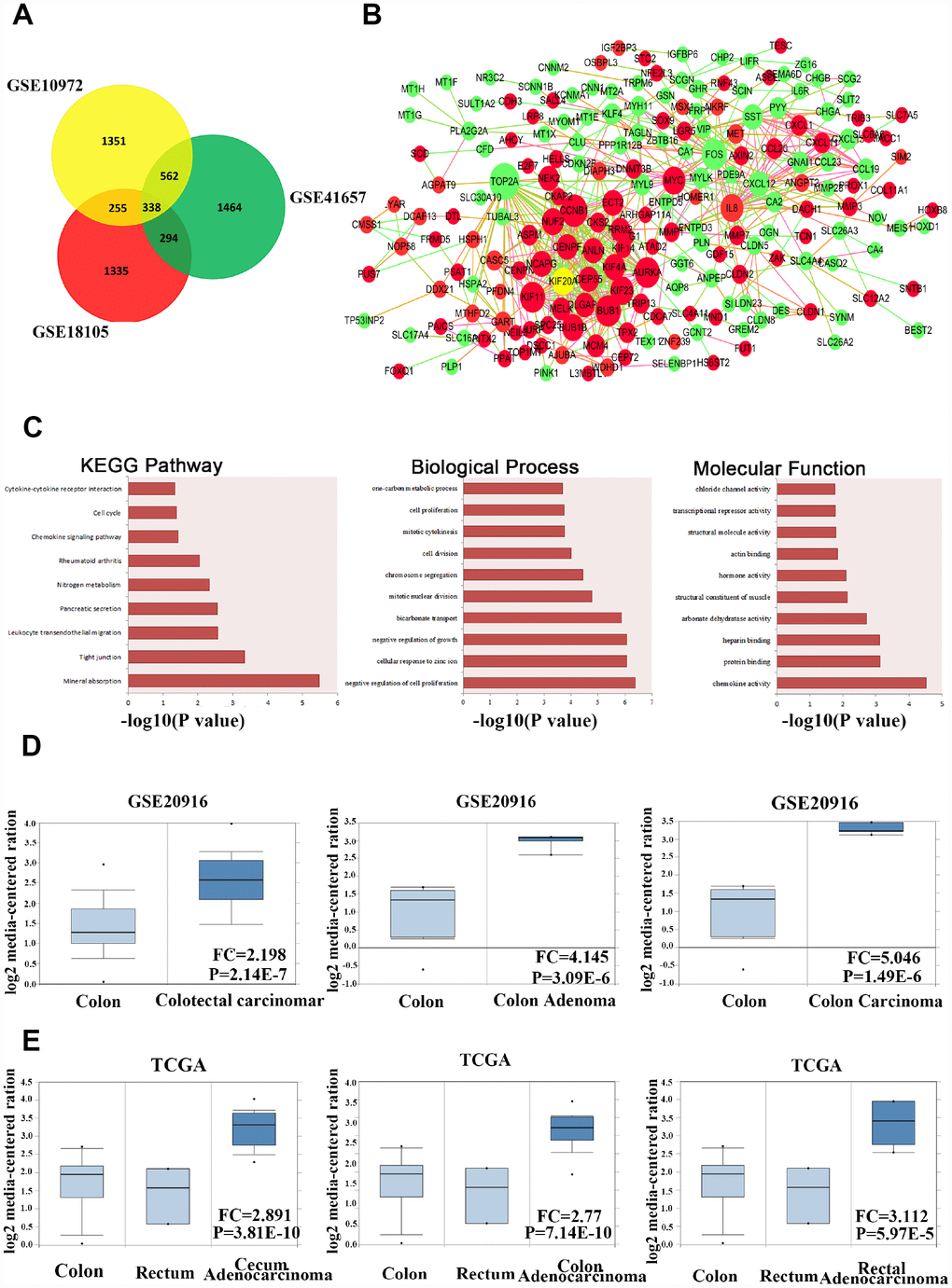 KIF20A is dysregulated in CRC according to online database information. (A) The overlap of the dysregulated genes from GSE10972, GSE18105 and GSE41657 using GRO2R online analysis. Screen standard: P value  1.5. (B) Protein-protein interaction network analysis of 338 overlap genes. Red color represents upregulated genes. Green color represents downregulated genes. Size of the circle reflects the expression fold change of genes. (C) Enriched pathway analysis, biological process and molecular function analysis of 338 overlap genes. (D) Analysis of the expression pattern of KIF20A in normal colorectal tissue, colon adenoma and CRC based on the data from GSE20916. (E) Analysis of the expression pattern of KIF20A in normal colorectal tissue and different types of intestinal cancers based on the data from TCGA.