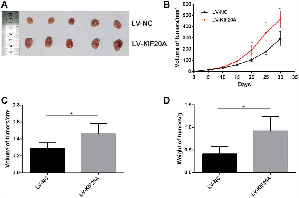 KIF20A promotes colorectal cancer cells growth in vivo. The volume and weight of xenografted tumor from different groups were compared. (A) Representative images of tumor form in each group. (B–D) Growth curve of tumors quantification of volume and weight in each group Data are presented as mean ± SEM. *P 