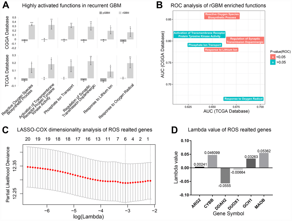 Reactive oxygen species biosynthetic processes were significantly elevated in recurrent GBM. (A) Significantly elevated biological functions in recurrent GBM. pGBM represents primary GBM and rGBM represents recurrent GBM. *p**p***pB) AUC values of recurrent GBM enriched biological functions in TCGA and CGGA databases. (C) The most representative genes were obtained by LASSO-COX dimensionality analysis of ROS related genes. (D) The lambda value of 6 most representative genes.