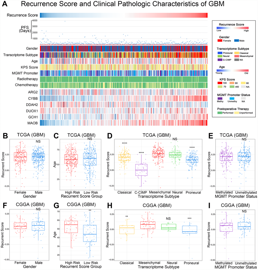 The relationship between recurrence score and clinical pathologic characteristics of GBM. (A) The heatmap presented PFS days, clinical pathology, and 6 representative genes of ROS for each GBM patient in ascending order of the recurrence score. PFS days, transcriptome subtype, and 6 ROS related genes showed asymmetry distribution. (B, F) The recurrence score showed no significant difference in different genders in the TCGA and CGGA databases. NSp>0.05. (C, G) Age showed no significant difference in recurrence risk groups in TCGA database. NS means p>0.05. Patients in the high risk recurrence group were older than the low risk group. **pD, H) The mesenchymal and neural subtypes showed significant higher recurrence scores in th TCGA and CGGA databases. NSp>0.05, **p***p****pE, I) The recurrence score showed no significant difference in different MGMT promoter status GBM samples in TCGA and CGGA databases. NSp>0.05.