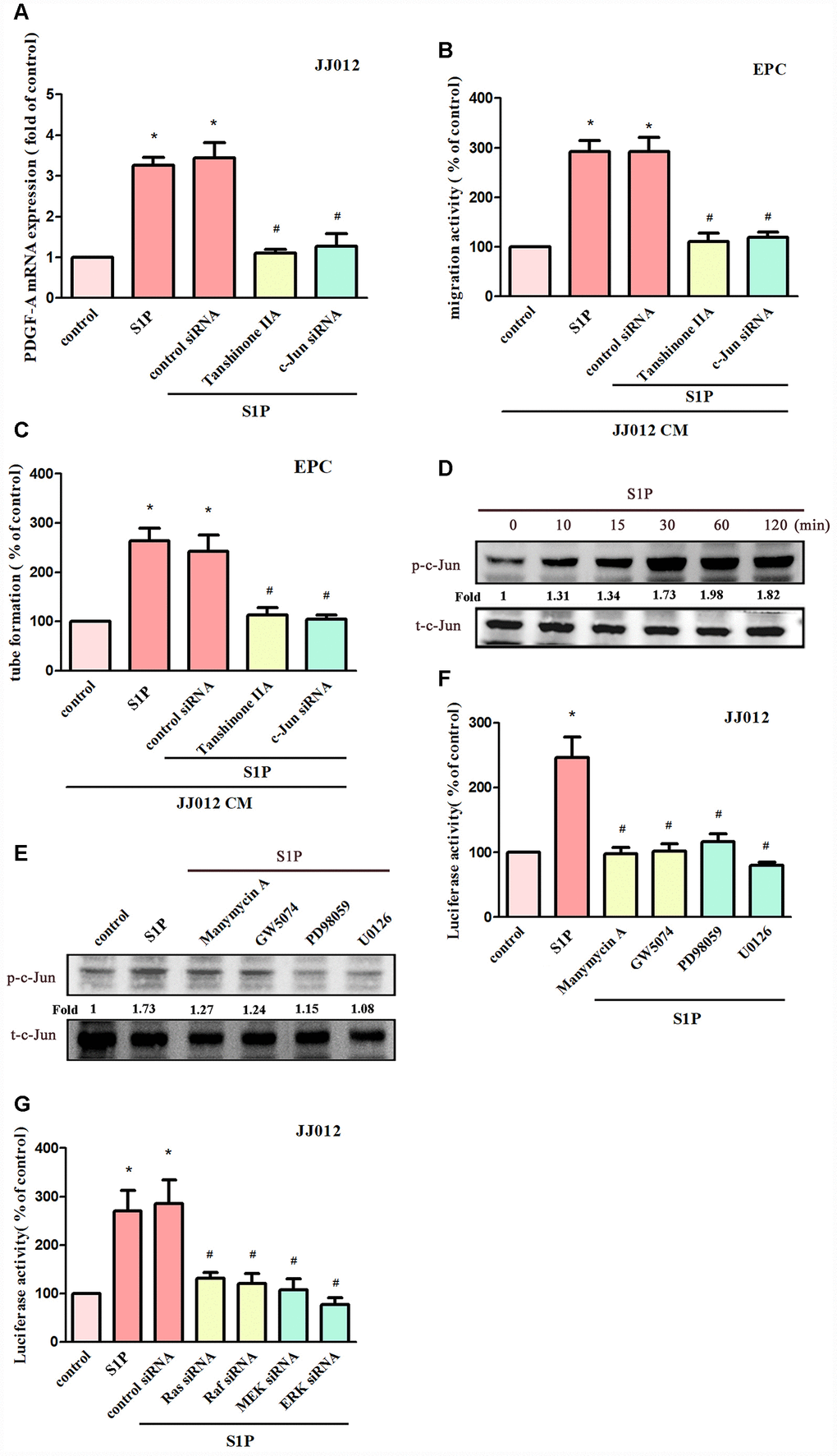 AP-1 is involved in S1P-facilitated PDGF-A expression and angiogenesis. (A) Cells were pretreated for 30 min with tanshinone IIA (3 μM), or transfected with c-Jun siRNA, then stimulated with S1P (10 μM). PDGF-A expression was examined by qPCR assays (n=5). (B, C) The CM was applied to EPCs and analyses assessed migratory and tube formation activity (n=4). (D) JJ012 cells were incubated with S1P (10 μM); c-Jun phosphorylation was examined by Western blot assay (n=3). (E) JJ012 cells were pretreated with manumycin A, GW5074, PD98059 and U0126 for 30 min, then stimulated with S1P (10 μM). The c-Jun phosphorylation was examined (n=3). (F, G) JJ012 cells were pretreated with Ras, Raf, MEK and ERK inhibitors or siRNAs, then stimulated with S1P (10 μM) and AP-1 Luciferase activity was examined (n=4). Results are expressed as the mean ± SEM. *p p 