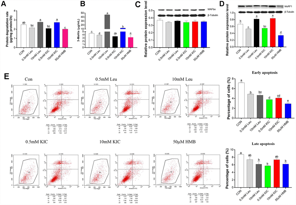 Effects of Leu (0.5 mM or 10 mM), KIC (0.5 mM or 10 mM), and HMB (50 μM) on (A) protein degradation, (B) media 3-MeHis, (C) MAFbx protein expression, (D) MuRF1 protein expression, and (E) cell apoptosis in C2C12 myotubes. Results are expressed as mean ± SEM. Different letters (a, b, c) indicated significant differences (P 