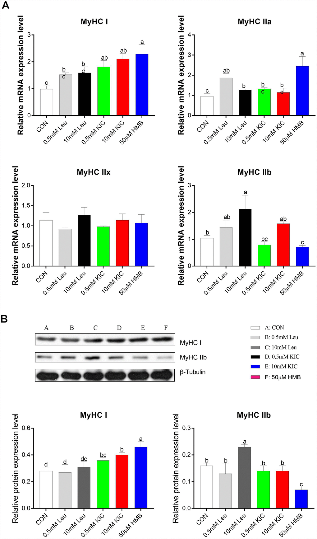 Effects of Leu (0.5 mM or 10 mM), KIC (0.5 mM or 10 mM), and HMB (50 μM) on the gene expression of myosin heavy chain isoform (MyHC I, IIa, IIx, and IIb) (A) and the protein expression of MyHCI and MyHC IIb (B). Results are expressed as mean ± SEM. Different letters (a, b, c) indicated significant differences (P 