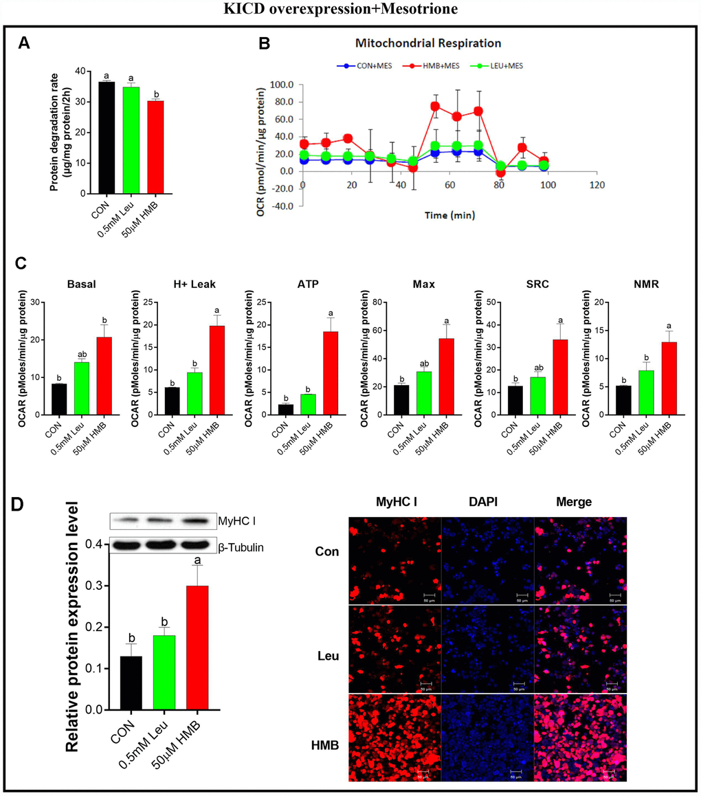 Effect s of Leu and HMB on protein degradation, the oxygen consumption rate (OCR), and MyHC I protein expression and immunofluorescence intensity in KICD-transfected C2C12 myotubes in the presence of 1 μM mesotrione. (A) Protein degradation rates in the presence of 0.5 mM Leu and 50 μM HMB. (B–C) The OCR of cells in the presence of 0.5 mM Leu and 50 μM HMB. (C–D) MyHC I protein expression and immunofluorescence intensity in the presence of 0.5 mM Leu and 50 μM HMB. Results are expressed as mean ± SEM. Different letters (a, b, c) indicated significant differences (P 