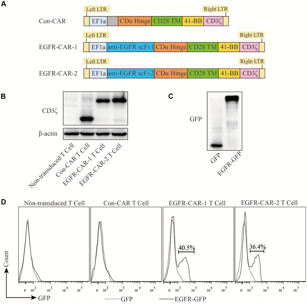 Generation, isolation, and characterization of EGFR-specific CAR T lymphocytes. (A) Schematic illustration of Con-CAR, EGFR-CAR-1, and EGFR-CAR-2. (B) Expression of exogenous CD3ζin non-transduced T cells, con-CAR T cells, EGFR-CAR-1 T cells, and EGFR-CAR-2 T cells was measured using Western blots; β-actin was used as an endogenous control. (C) GFP and EGFR-GFP antigens were detected by Western blot. (D) Transduced T cells were stained with GFP and EGFR-GFP antigen and then detected by flow cytometry.