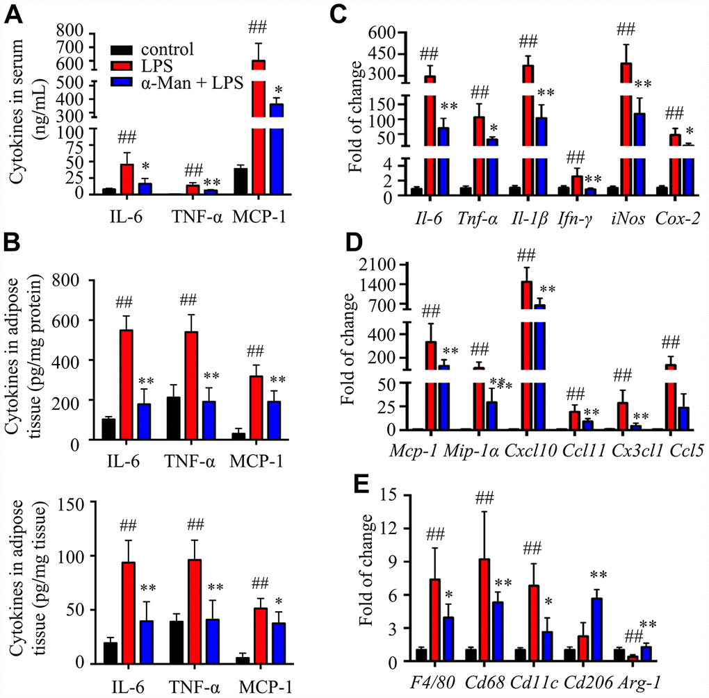 α-Man ameliorates inflammatory responses in eWAT from LPS-treated mice. (A) The serum levels of IL-6, TNF-α and MCP-1 were determined by ELISA kits. (B) The levels of IL-6, TNF-α and MCP-1 in eWAT were determined by ELISA kits. (C) qRT-PCR analyses for pro-inflammatory cytokines expression in eWAT. (D) qRT-PCR analyses for chemokines in eWAT, including Mcp-1, Mip-1α, Cxcl10, Ccl11, Cx3cl1 and Ccl5. (E) qRT-PCR analyses for macrophage markers in eWAT, including F4/80, Cd68, Cd11c, Cd206 and Arg-1. Data are expressed as means ± SD (n = 5). ##P *P **P 