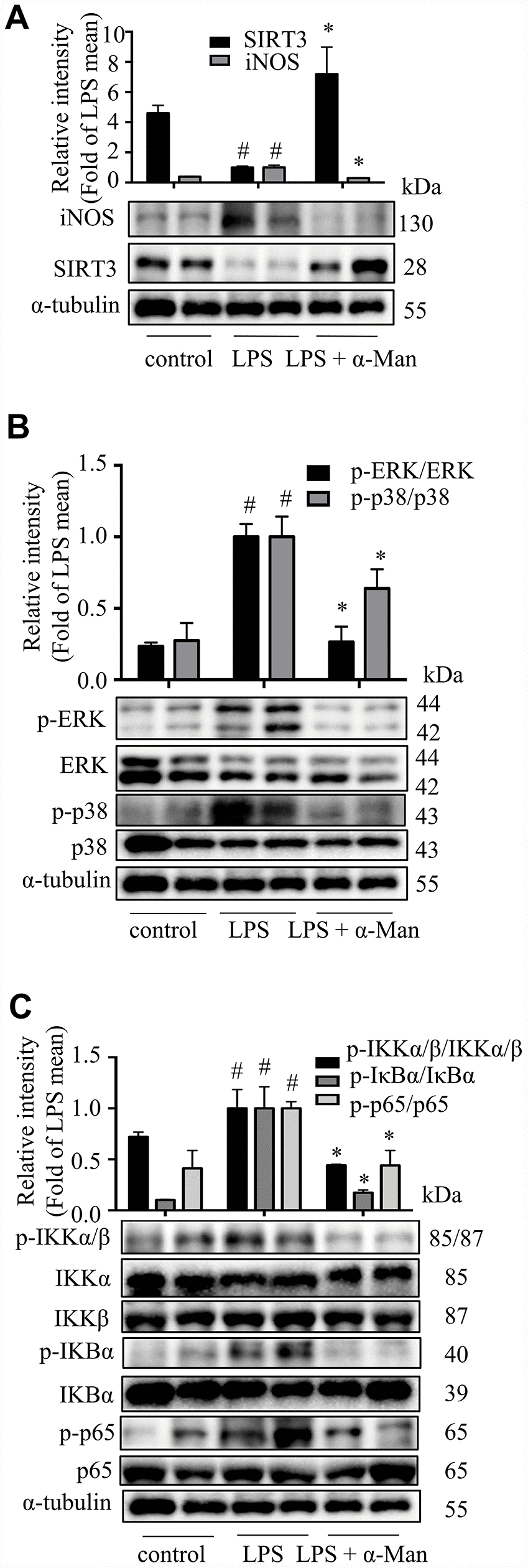 α-Man blocks MAPKs and NF-κB pathways and activates SIRT3 in eWAT from LPS-treated mice. (A) The expression of iNOS and SIRT3 in eWAT were detected by Western blot analyses. (B) The expression of p-ERK, ERK, p-p38 and p38 were detected by Western blot. (C) The expression of p-IKKα/β, IKKα, IKKβ, p-IκBα, IκBα, p-p65 and p65 were detected by Western blot. α-Tubulin was used as an internal control. Data are expressed as means ± SD (n = 5). #P *P 