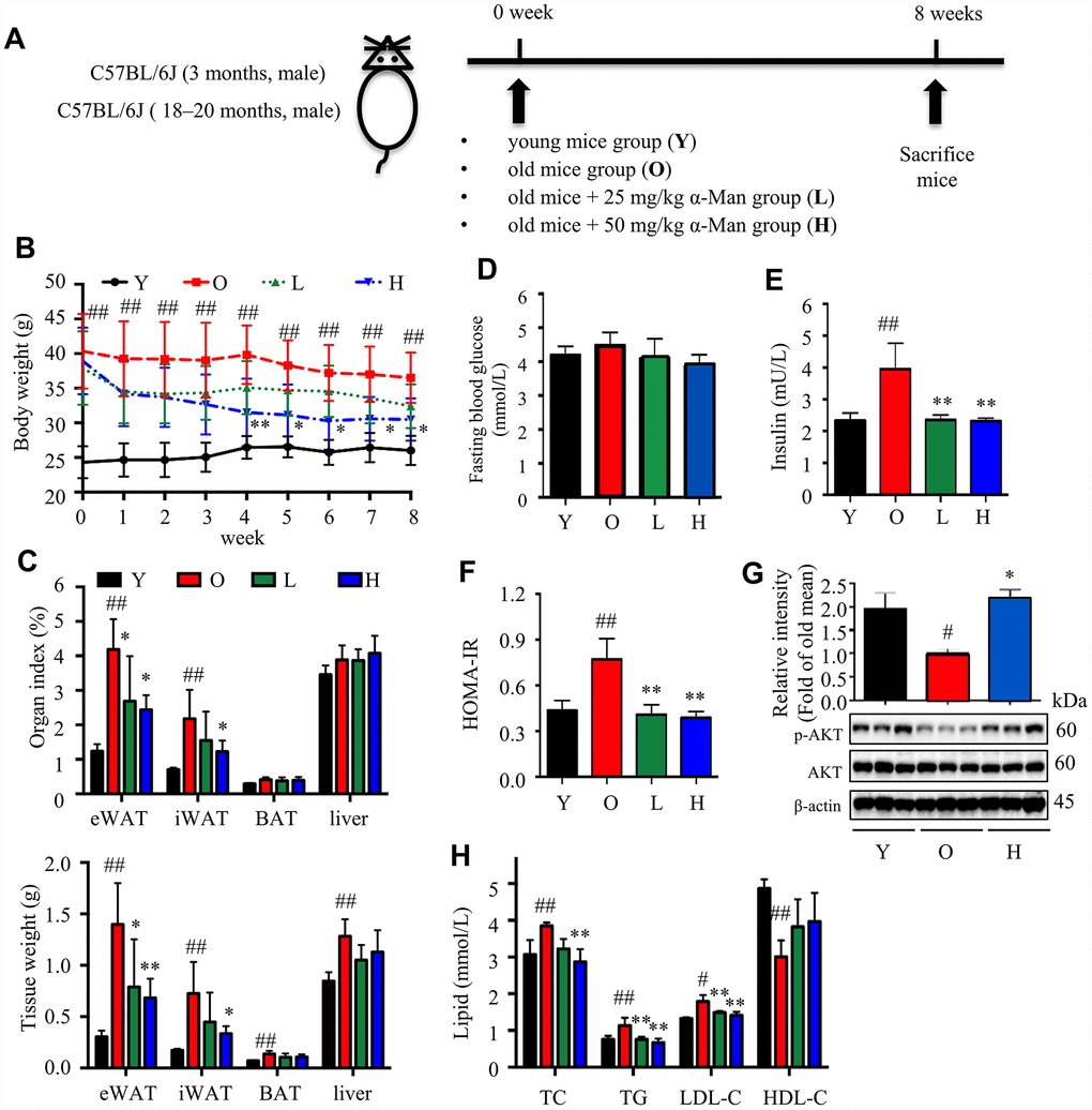 α-Man ameliorates adiposity, insulin resistance, and hyperlipidemia in old mice. (A) The procedure of α-Man treatment in old mice. (B) Effect of α-Man on body weight in old mice. (C) The raw tissue weights and organ indexes for each group of mice. Fasting blood glucose (D), fasting insulin levels (E), and HOMA-IR (F) for each group of mice. (G) The levels of p-AKT and AKT in eWAT were detected by Western blots. β-Actin was used as internal loading control. (H) The levels of serum TC, TG, LDL-C, and HDL-C in serum was detected. Data are expressed as means ± SD (n = 5). #P ##P P P 