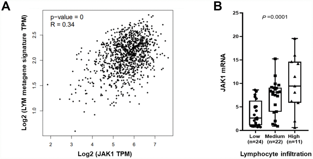 JAK1 mRNA levels associated with tumor infiltrating lymphocytes. (A) The average expression of the LYM metagene signature (SASH3, CD53, NCKAP1L, LCP2, IL10RA, PTPRC, EVI2B, BIN2, WAS, and HAVCR2) in each breast cancer sample from TCGA is shown relative to JAK1 mRNA. (B) JAK1 mRNA levels are shown relative to levels of tumor infiltrating lymphocytes in 57 breast cancer samples.