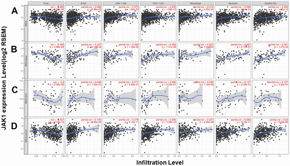 Correlation of JAK1 expression with immune infiltration level in the TIMER database. (A) Other than B cells, JAK1 expression has a significant positive correlation with infiltrating levels of CD8+ T cells, CD4+ T cells, macrophages, neutrophils, and dendritic cells in breast cancer. TIMER database analysis in (B) basal, (C) HER2 and (D) luminal subtypes.