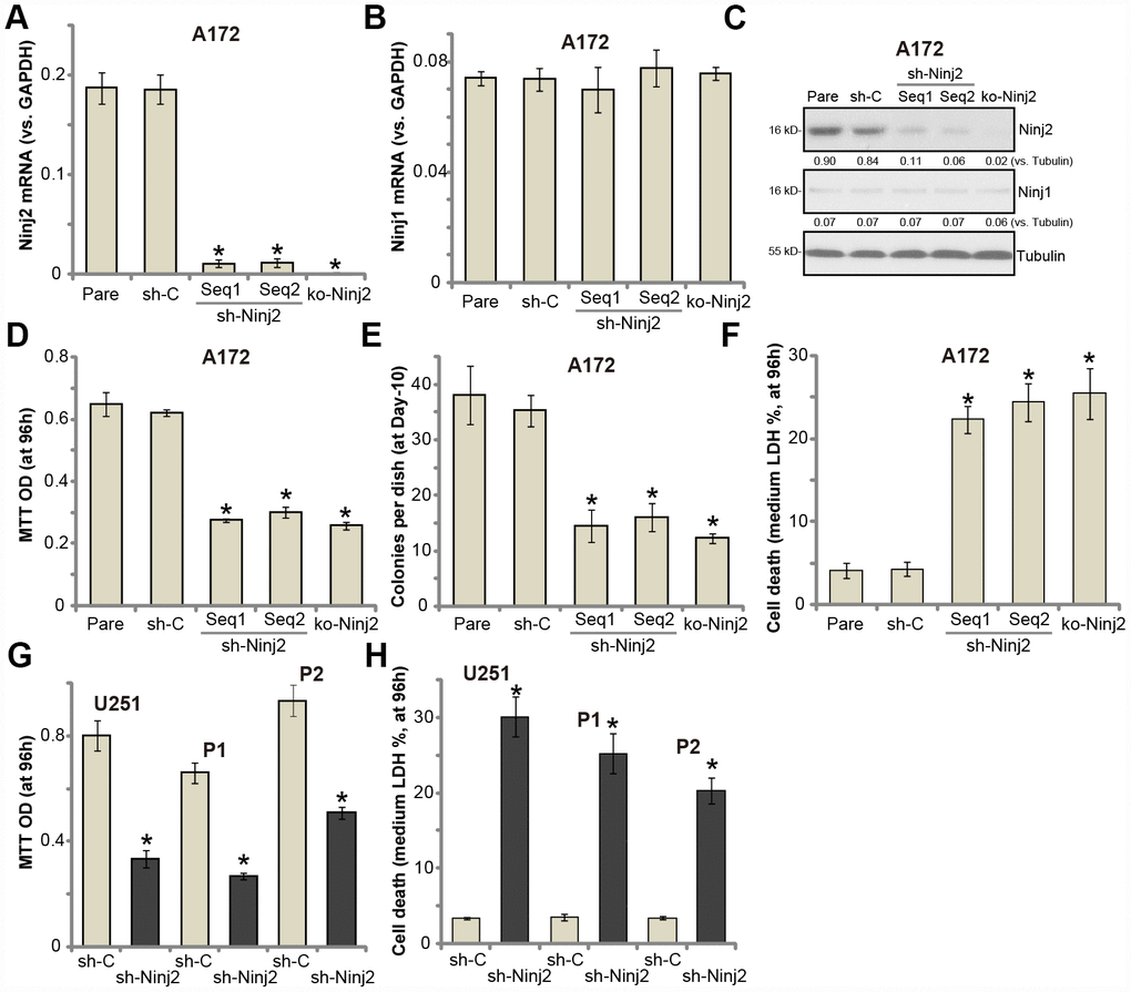 Ninj2 shRNA or KO inhibits human glioma cell survival. A172 glioma cells (A–F), U251MG glioma cells (G and H) or the primary human glioma cells (derived two patients, “P1/P2”, G and H) were transduced with lentiviral Ninj2 shRNAs (“sh-Ninj2”, two different sequences “Seq1/Seq2”), control shRNA (“sh-C”) or the CRISPR/Cas9 Ninj2 KO construct (“ko-Ninj2”), stable cells were established via puromycin selection; Expression of listed genes was tested by qPCR and Western blotting (A–C); Cell survival (D and G), soft agar colony formation (E) and cell death (F and H) were tested by appropriate assays. Ninj2 and Ninj1 proteins were quantified and normalized to the loading control (C). For each assay, n=5. For all the functional assays exact same number of viable cells of different genetic manipulations were initially seeded into each well/dish (At 0h or Day0) (same for all Figures). “Pare” stands for the parental control cells (same for all Figures). *p