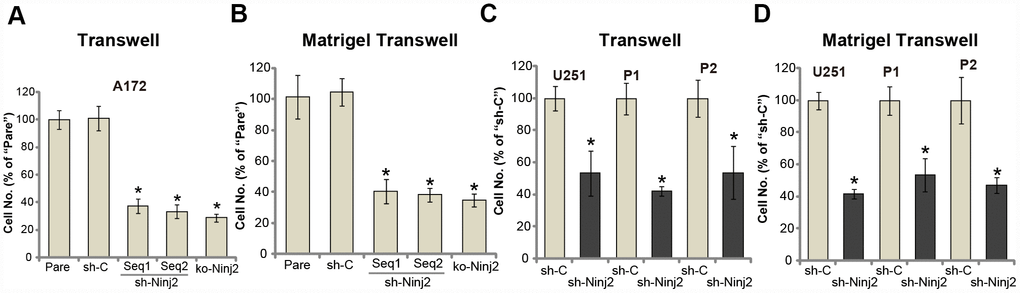 Ninj2 shRNA or KO inhibits human glioma cell migration and invasion. A172 glioma cells (A and B), U251MG glioma cells (C and D) or the primary human glioma cells (derived two patients, “P1/P2”, C and D) were transduced with lentiviral Ninj2 shRNAs (“sh-Ninj2”, two different sequences “Seq1/Seq2”), control shRNA (“sh-C”) or the CRISPR/Cas9 Ninj2 KO construct (“ko-Ninj2”), stable cells were established via puromycin selection; Cells were subjected to Transwell assays (A and C) and Matrigel Transwell assays (B and D) (both for 24h), results were quantified. For each condition, at least 1000 cells in five random views (magnification : 1×200) were included to calculate the average number of migrated/invasive cells. For each assay, n=5. *p