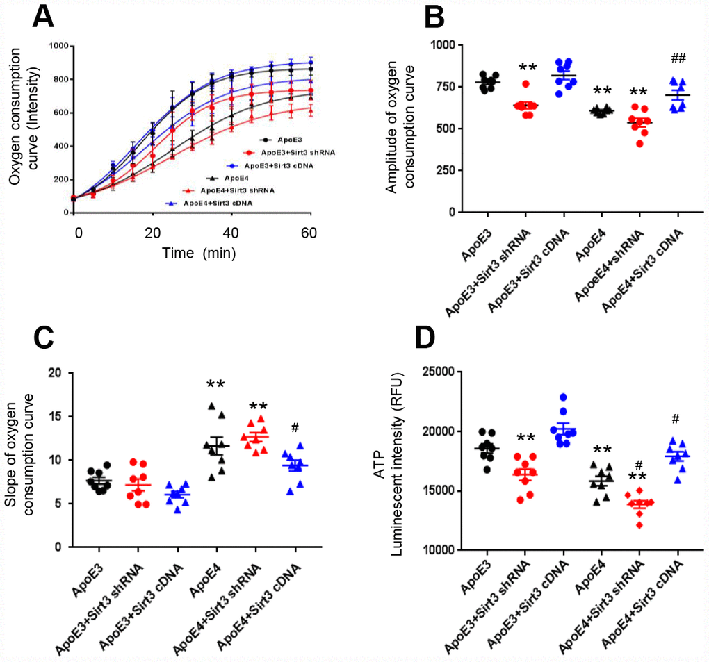 ApoE regulates oxygen consumption and ATP production via Sirt3. Primary cortical neurons from new born ApoE4 or ApoE 3 mouse brain were transfected by a lentivirus encoding Sirt3 shRNA (Sirt3 knockdown) or Sirt3 cDNA (Sirt3 overexpression). The oxygen consumption kinetics was analyzed. (A) Oxygen consumption curves; (B) Amplitude of oxygen consumption curves; (C) Slope of oxygen consumption curves. (D) ATP levels were measured in different groups (n= 8 in each groups, ** p