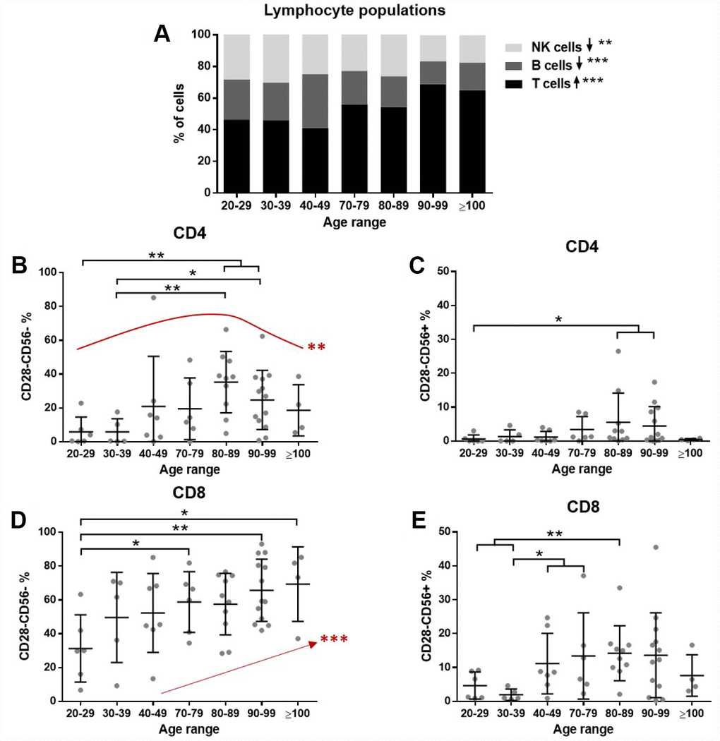 The effect of age on lymphocytes. Lymphocyte subpopulations and T cell senescence were assessed by flow cytometry (n=51 donors). (A) The proportion of T cells (CD3+) gradually increases and NK cells (CD3-/CD56+) and B cells (CD3-/CD56-) have a decreasing trend with age (Jonckheere test). (B) Among CD4 cells, CD28- cells accumulate in old individuals, while there is a partial reduction in the very old (quadratic effect **). (C) A small proportion of CD28- cells expresses CD56, but some differences are found with age. (D) CD28 loss is more pronounced in CD8 cells and a gradual accumulation with age was found (Jonckheere test ***). (E) The gain of CD56 is also more pronounced in CD8 cells and increased proportions were found with age. Age range in years.