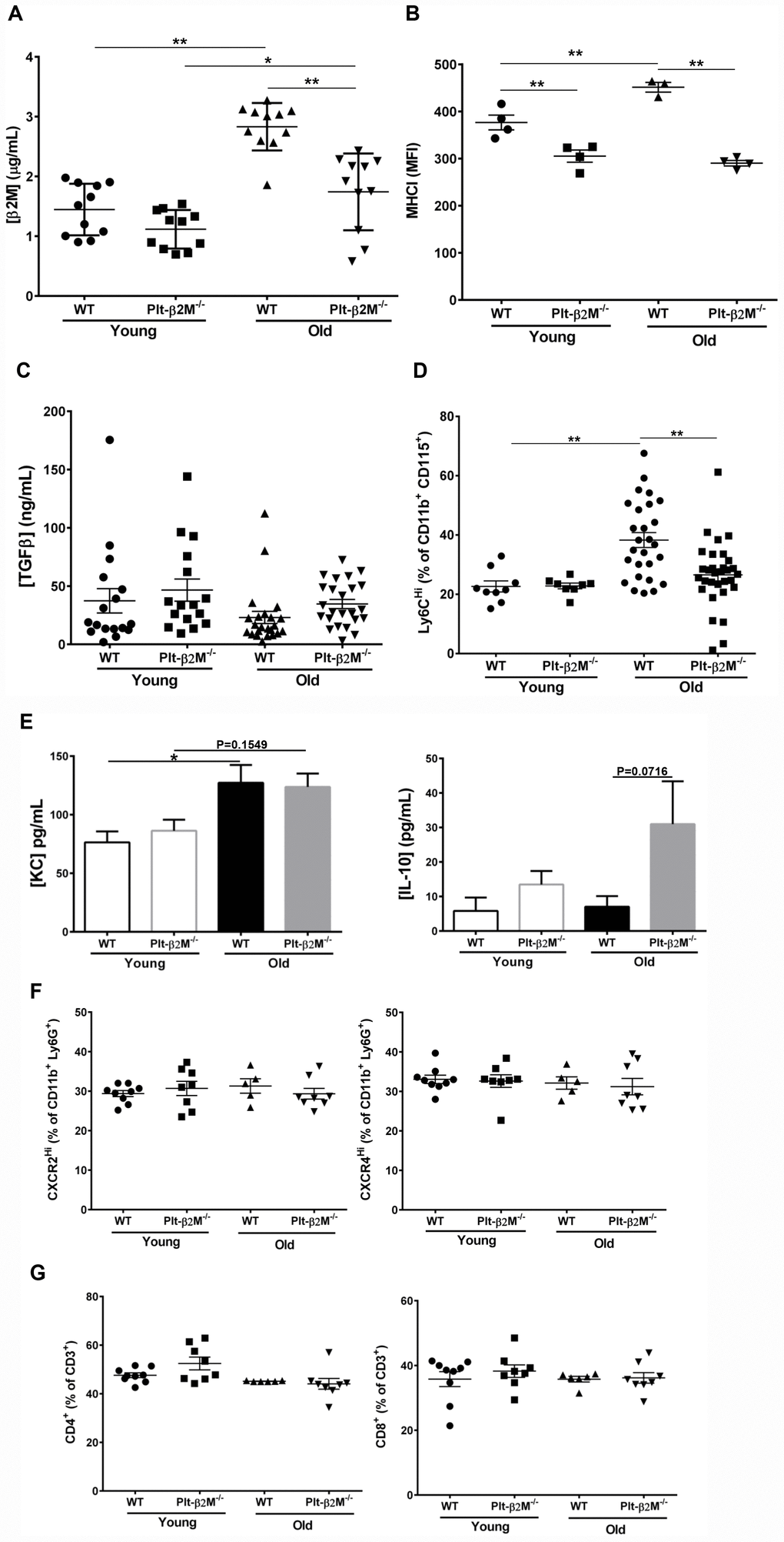 A lack of platelet-derived β2M changes age associated monocyte phenotypes. (A) Platelets are a major source of age associated increases in plasma β2M. Plasma was isolated from 2-4 and 14-16 mos old WT and Plt-β2M-/- mice and β2M was quantified by ELISA. Plasma β2M had a greater increase with age in WT compared to Plt-β2M-/- mice (N=11, mean ± SEM, *PB) Platelet MHC I increased with age. Platelets were isolated from 4 and 14 mos old WT and Plt-β2M-/- mice. Surface MHC I was quantified by flow cytometry. MHC I increased with age in WT, but not Plt-β2M-/- mice (N=3-4, mean ± SEM, **PC) Plasma TGFβ does not significantly change with age in either WT or Plt-β2M-/- mice. Plasma TGFβ was quantified by ELISA (N=17-24, mean ± SEM, one-way ANOVA with Bonferroni correction). (D) Aged Plt-β2M-/- mice had fewer circulating Ly6CHi monocytes compared to WT mice. Peripheral blood was isolated from 4 mos and 14 mos old WT and Plt-β2M-/- mice and monocyte Ly6C expression determined by flow cytometry. Ly6CHi monocytes were increased in older WT, but not Plt-β2M-/- mice (N=8-31, mean ± SEM, **PE) 14 mos old WT mice have increased plasma KC while Plt-β2M-/- have increased plasma IL-10 (N=16-22, mean ± SEM, one-way ANOVA with Bonferroni correction). (F) 14 mos old WT and Plt-β2M-/- mice had similar circulating neutrophils. Peripheral blood was isolated from 4 mos and 14 mos old WT and Plt-β2M-/- mice and CXCR2Hi and CXCR4Hi neutrophils were quantified by flow cytometry (N=5-9, mean ± SEM, one-way ANOVA with Bonferroni correction). (G) 14 mos old WT and Plt-β2M-/- mice have similar numbers of circulating T cells. Peripheral blood was isolated from 4 mos and 14 mos old WT and Plt-β2M-/- mice and CD4 and CD8 T cells quantified by flow cytometry (N=6-9, mean ± SEM, one-way ANOVA with Bonferroni correction).