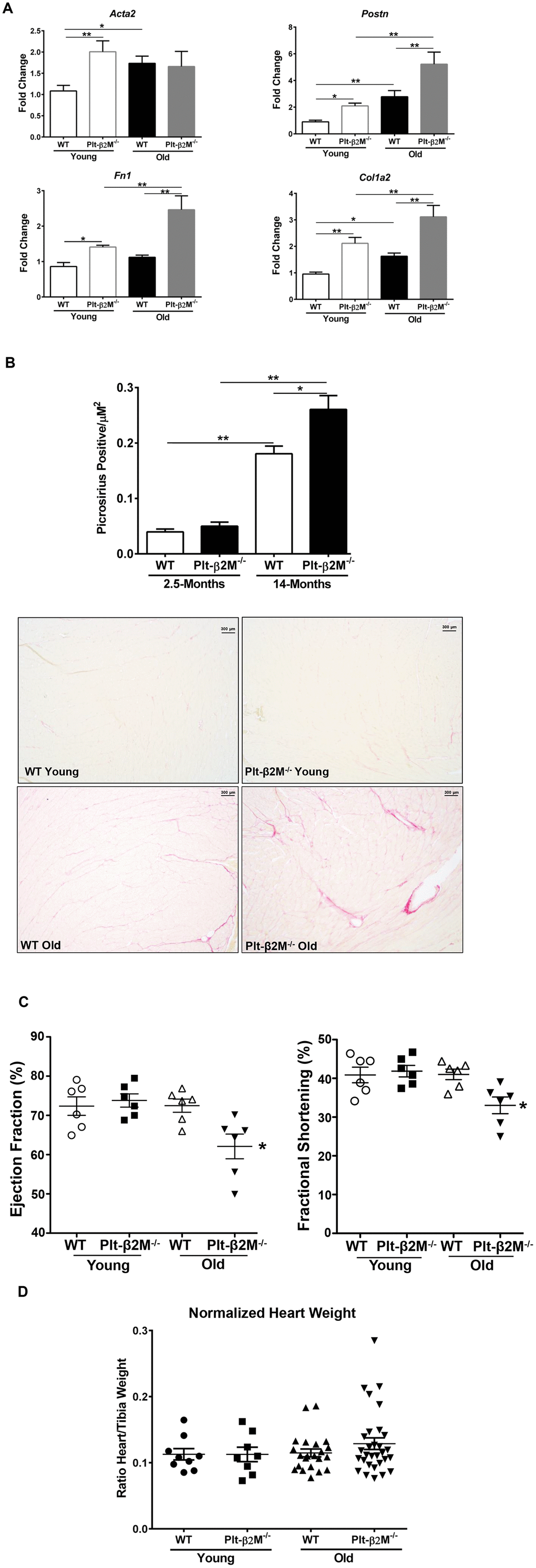 A lack of platelet β2M increased cardiac fibrosis. (A) Plt-β2M-/- mice had increased activated fibroblast markers with age. RNA was isolated from single cell cardiac tissue suspensions and qRT-PCR for Acta2, Postn, Fn1, and Col1a2 performed (N=3, mean ± SD, *PB) Plt-β2M-/- mice had an age associated increase in cardiac fibrosis. Representative images of Picrosirius staining of hearts from 2.5-mos and 14-mos old WT and Plt-β2M-/- mice (10x magnification, scale bar=300μm). Images were pooled from 3 WT young and Plt-β2M-/- young mice, 7 mice of WT old and 10 mice for Plt-β2M-/- old. Image quantification was performed on ImageJ (mean ± SEM, *PC) Plt-β2M-/- mice had an age-related decline in cardiac function. Echocardiography was performed on WT and Plt-β2M-/- mice (mean ± SEM, *PD) WT and Plt-β2M-/- mice had similar heart size. Whole hearts and the right tibia were isolated, heart weight determined and normalized to tibia length (mean ± SEM, one-way ANOVA with Bonferroni correction).